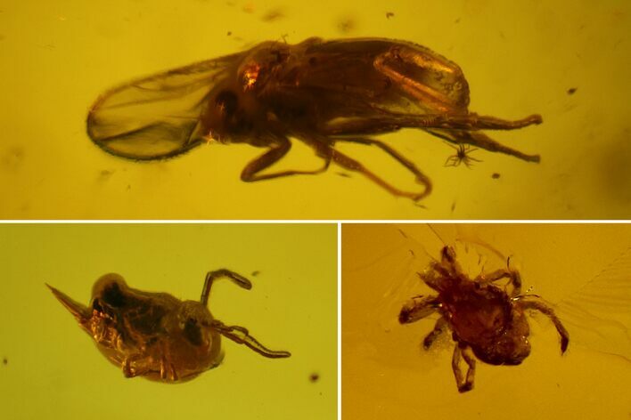 Fossil Fly, Mite and Springtail Association in Baltic Amber #150758